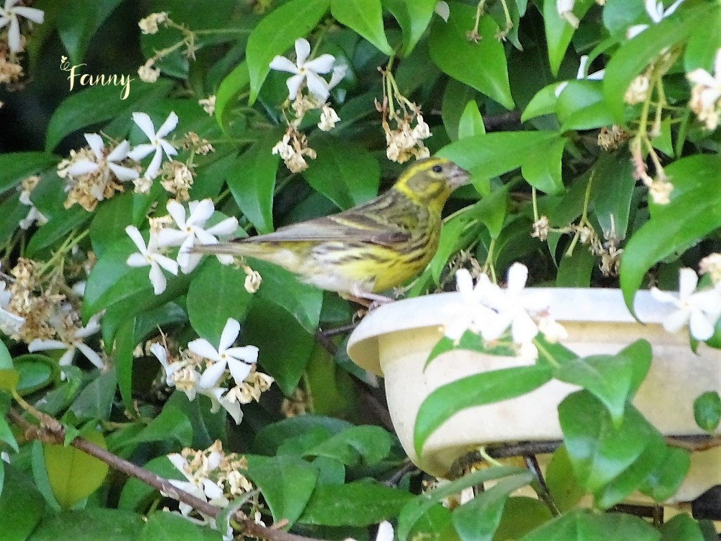 Serin cini DSC07814 signé.jpg