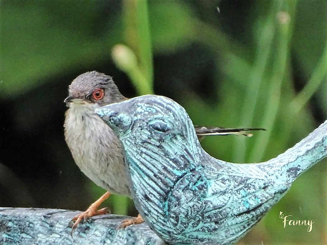 DSC07837 (2) redim signée copie.jpg