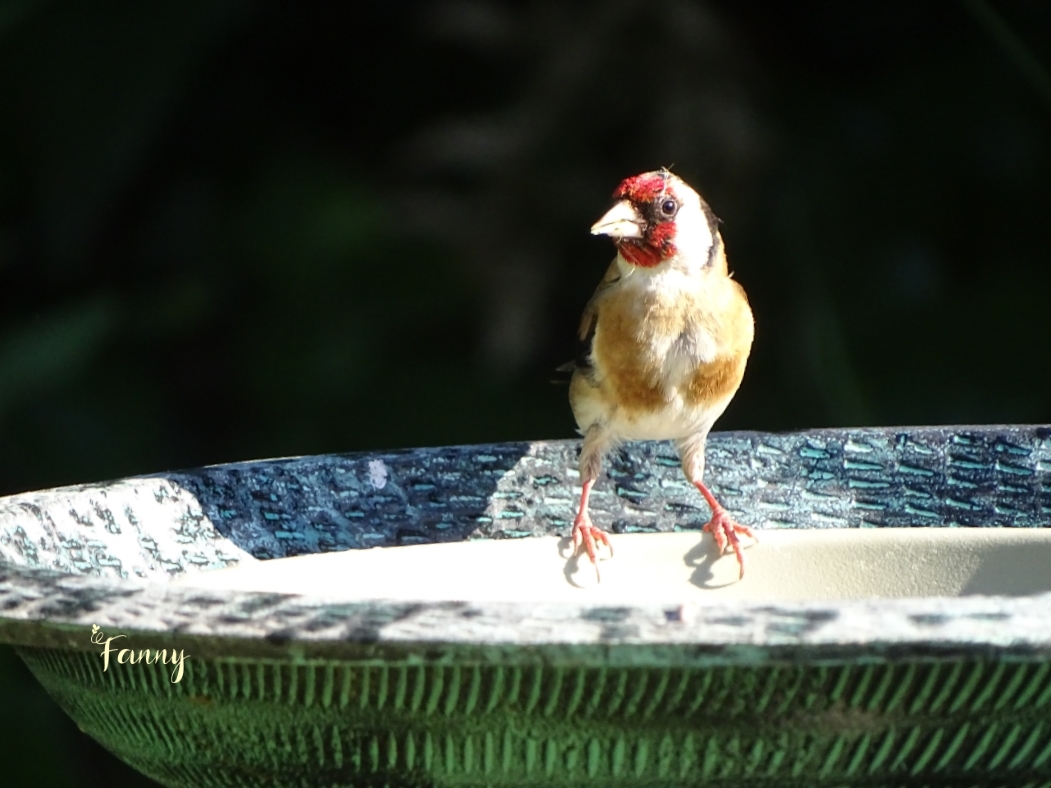 DSC07757 Chardonneret Signé.jpg