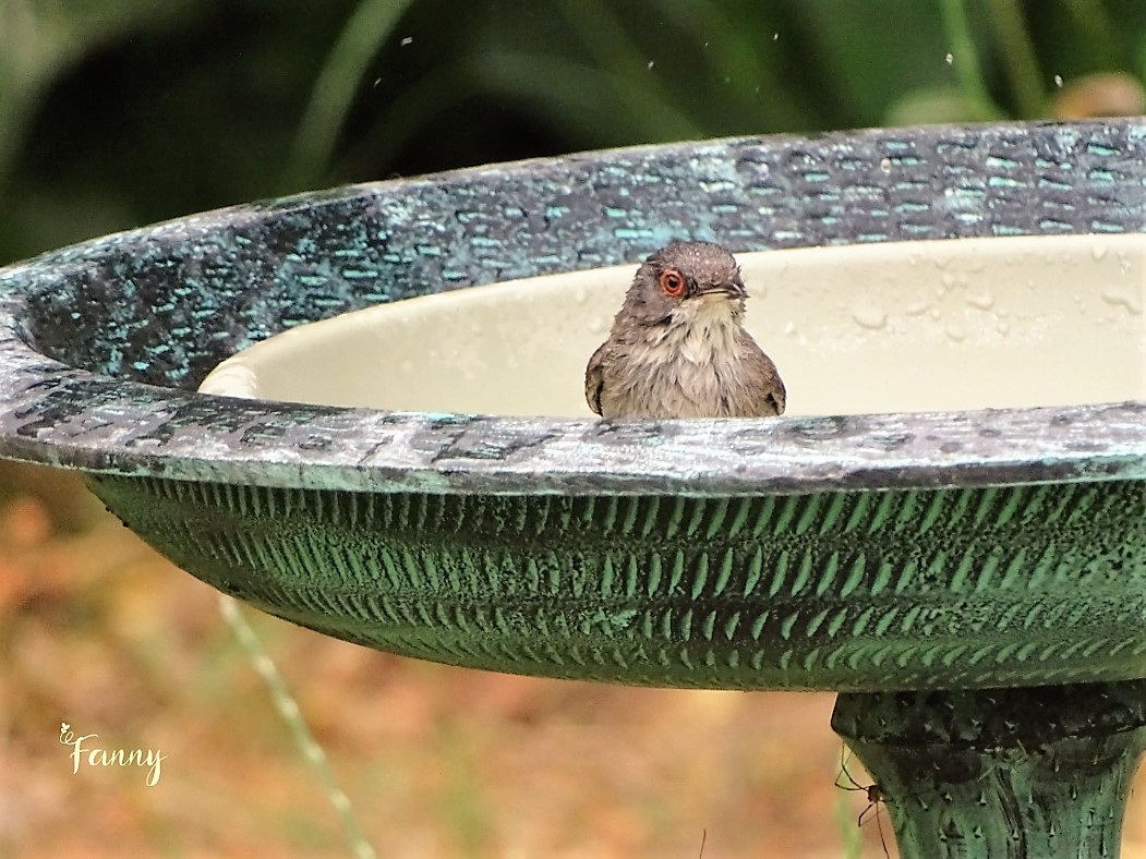 DSC07834 (2) signée copie.jpg