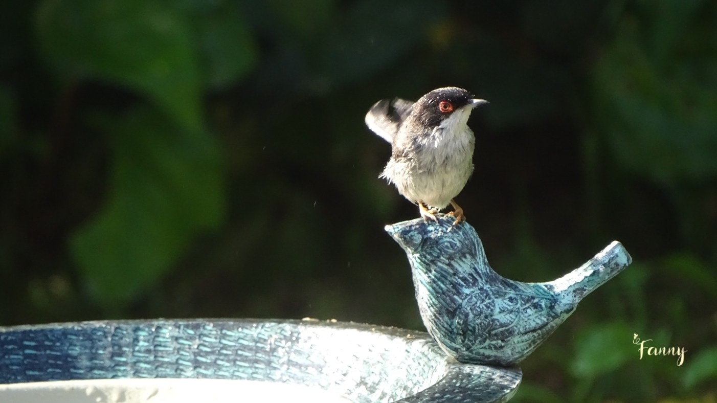 DSC07598 (2) redi Signée.jpg