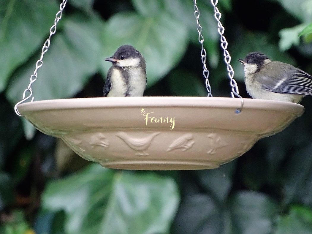 DSC08062 Trop mimi signé.jpg