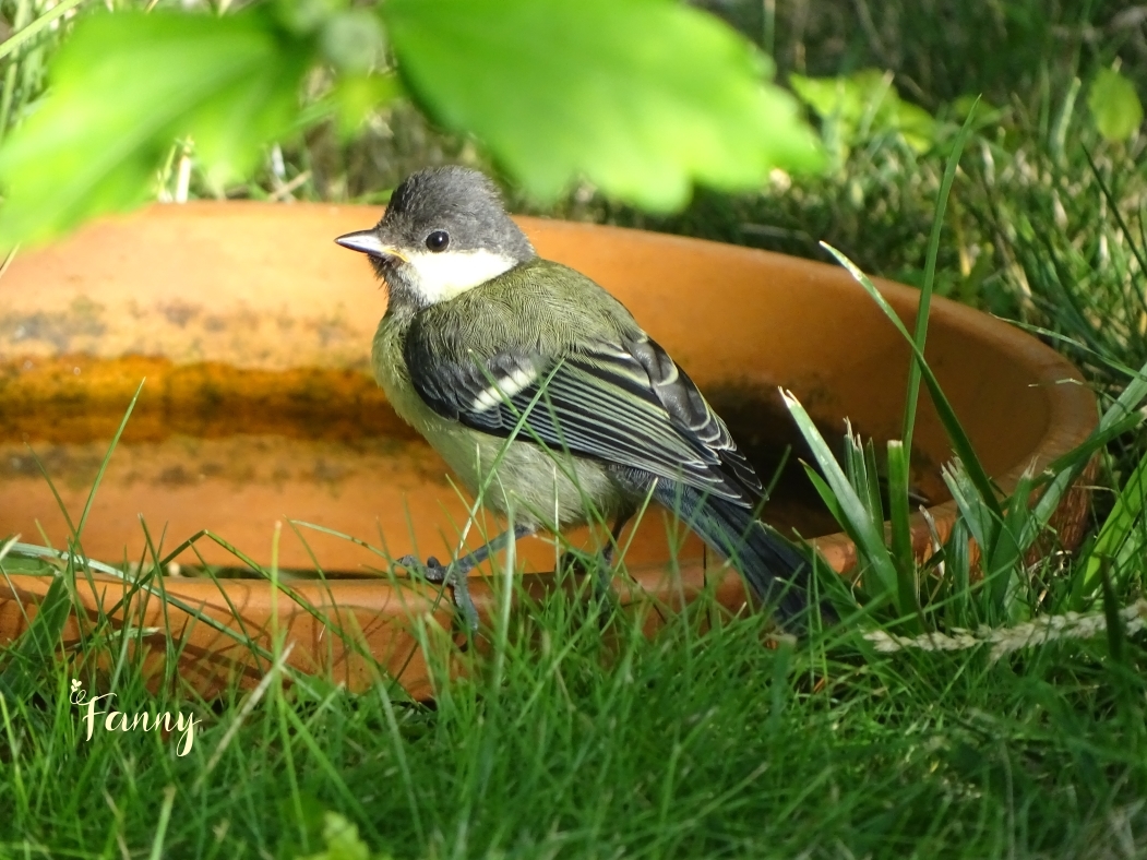 JuvénileDSC08102 signé.jpg