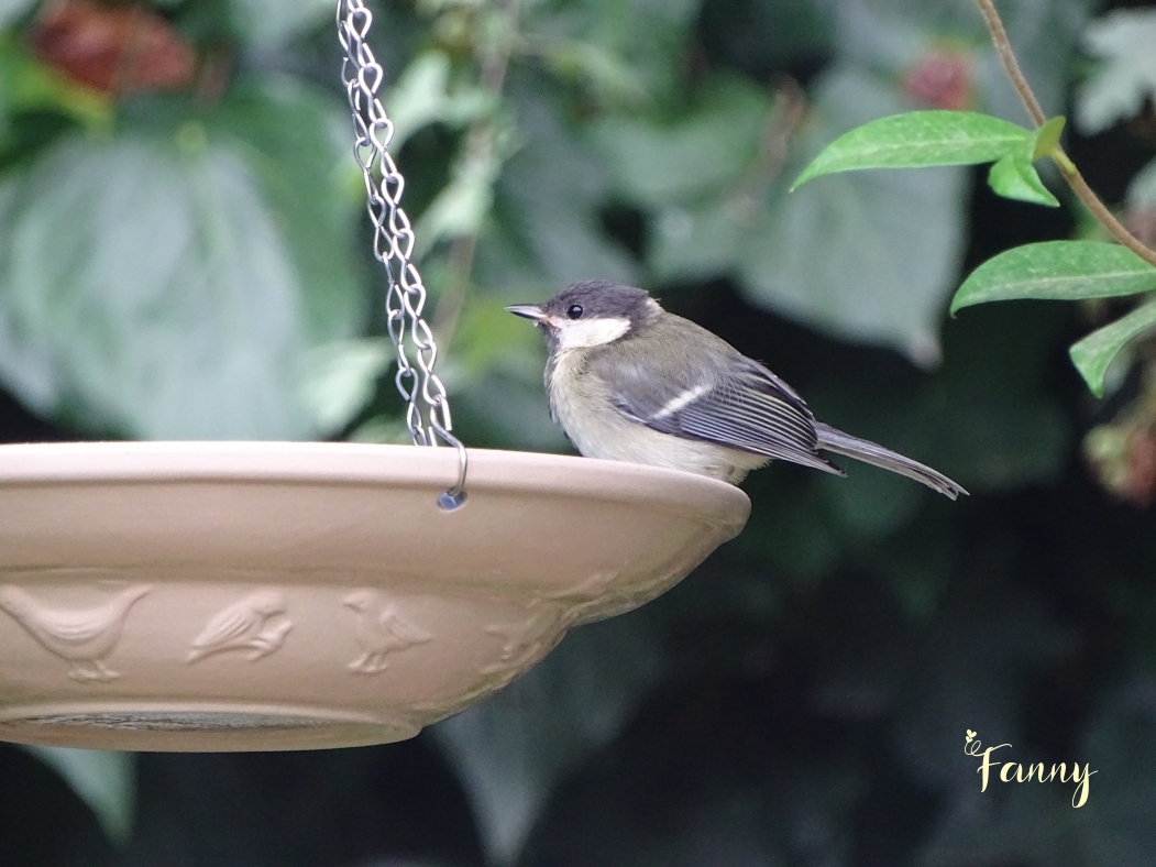 DSC08053 Mesange signé.jpg