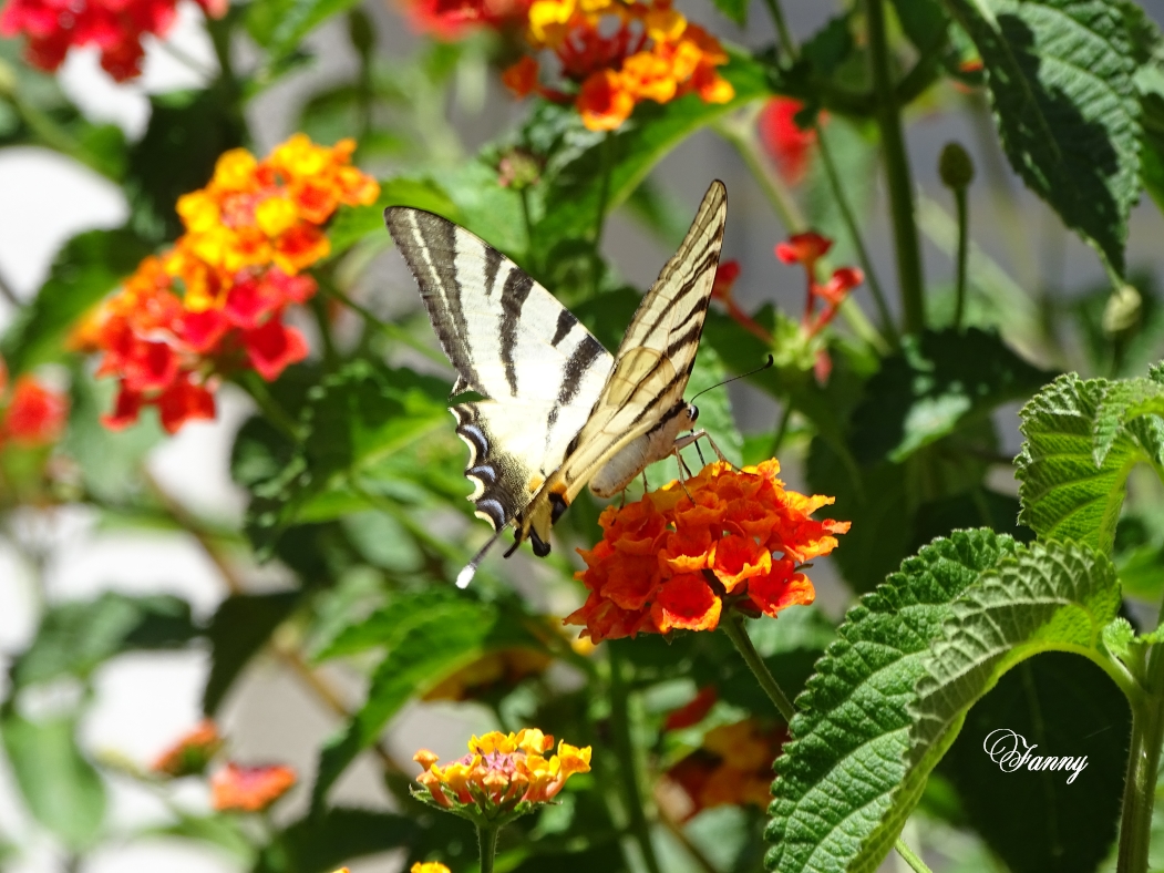 DSC08106 Joli Papillon signé.jpg