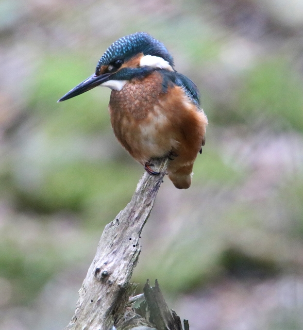 Martin pêcheur la Poterie Jeudi 7 Juillet 2022 (1).JPG