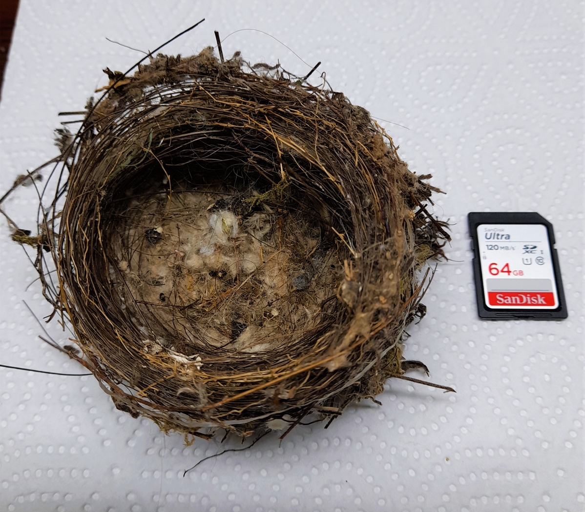 Nid Chardonneret élégant Laurier-palme Samedi 09 Juillet 2022 (1).jpg