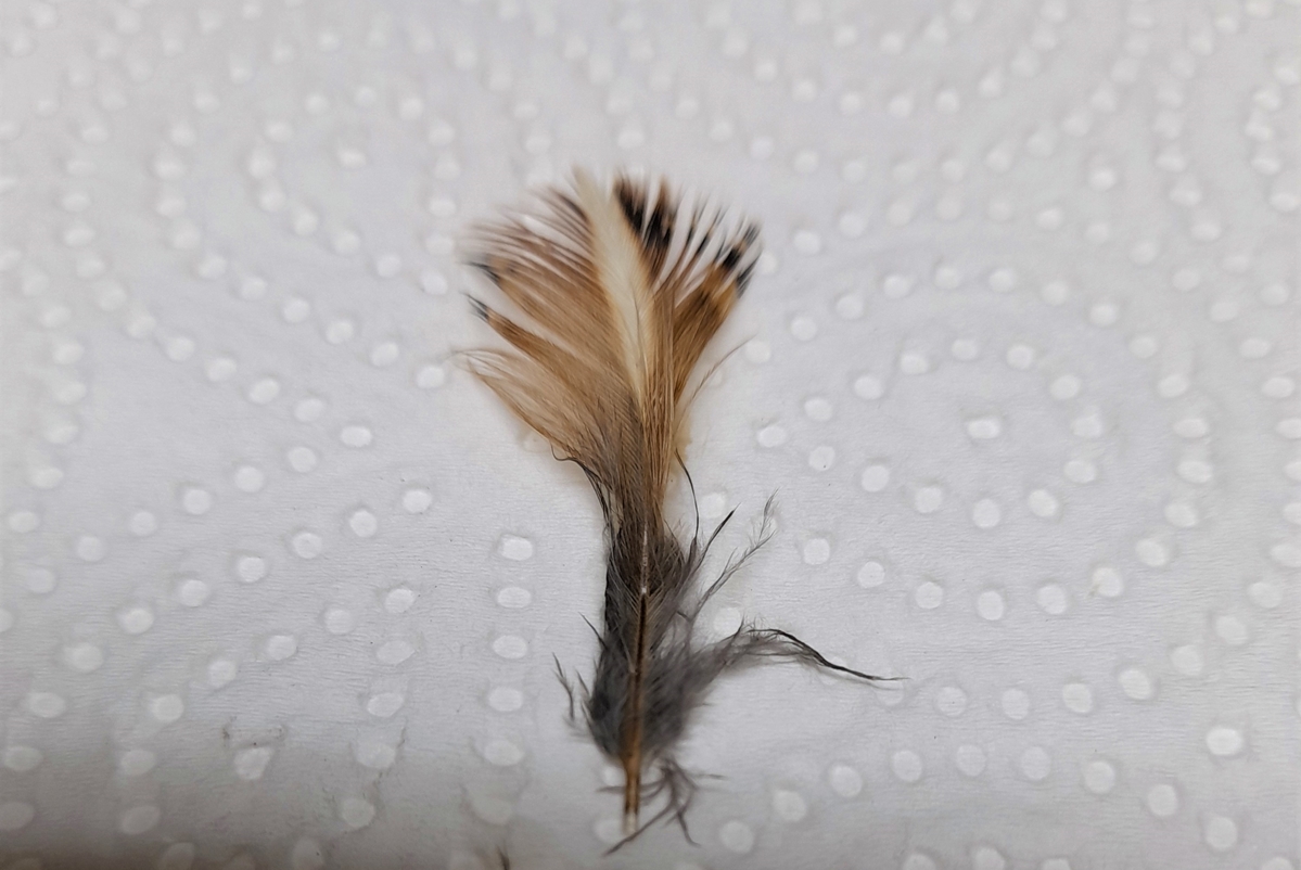 Plume Chardonneret élegant Nid laurier-palme Samedi 09 Juillet 2022.jpg