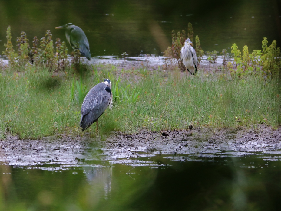 Hérons cendré à l'aube 25 Juillet 2022 Kersolec.JPG