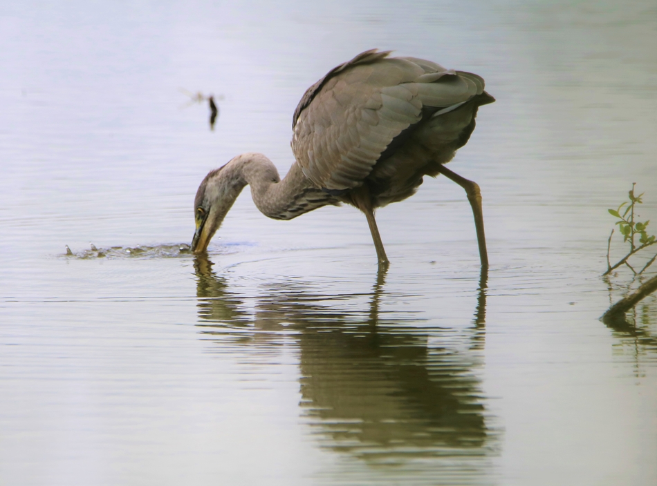 Héron cendré en pêche à l'aube 25 Juillet 2022 Kersolec.JPG
