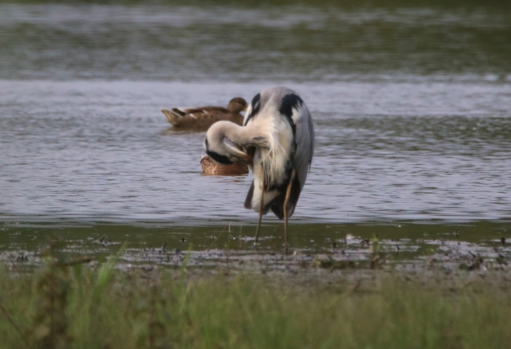 Héron cendré toilettage 25 Juillet 2022 Kersolec.JPG