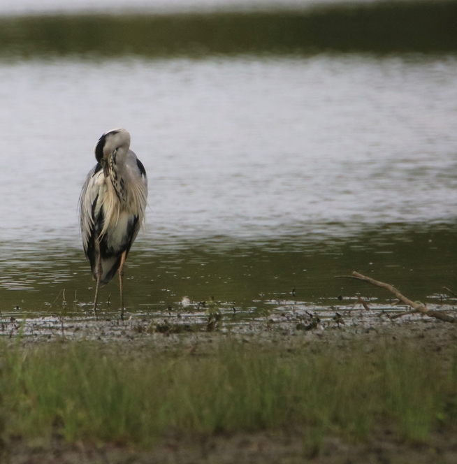 Héron cendré toilettage 25 Juillet 2022 Kersolec (2).JPG