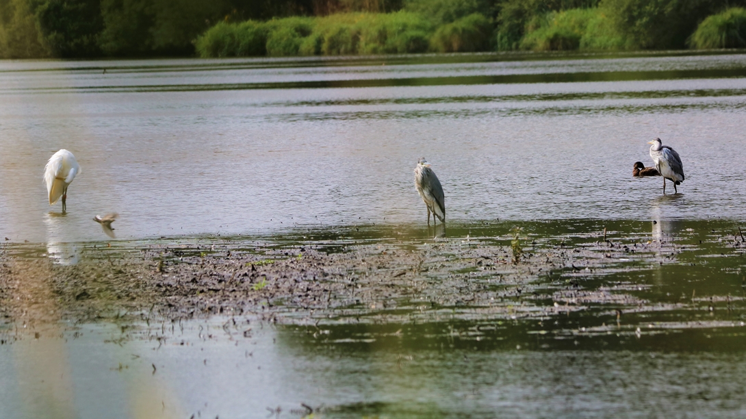 Grande Aigrette, Hérons cendré, Bergeronette grise 25 Juillet 2022 Kersolec.JPG
