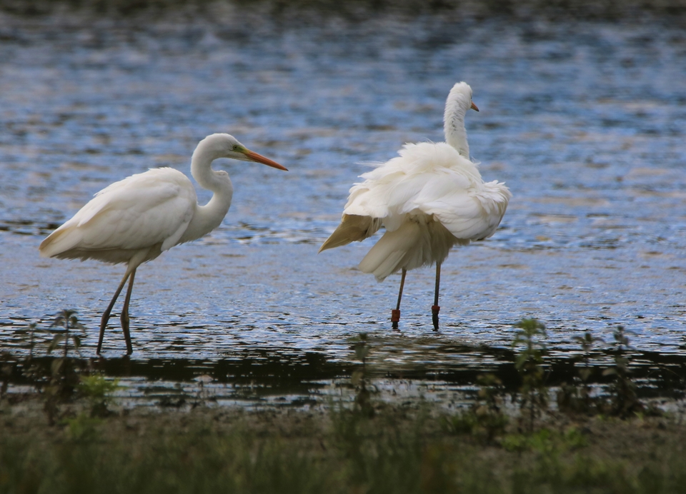 Grandes Aigrettes 25 Juillet 2022 Kersolec.JPG