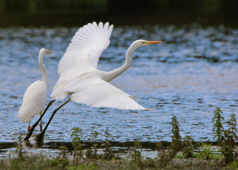 Grandes Aigrettes 25 Juillet 2022 Kersolec (2).JPG