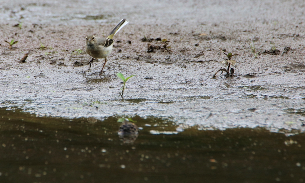 Bergeronette  des ruisseaux juvénile 25 Juillet 2022 Kersolec.JPG
