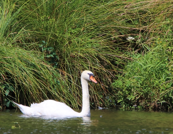 Cygne tuberculé 25 Juillet 2022 Kersolec.JPG
