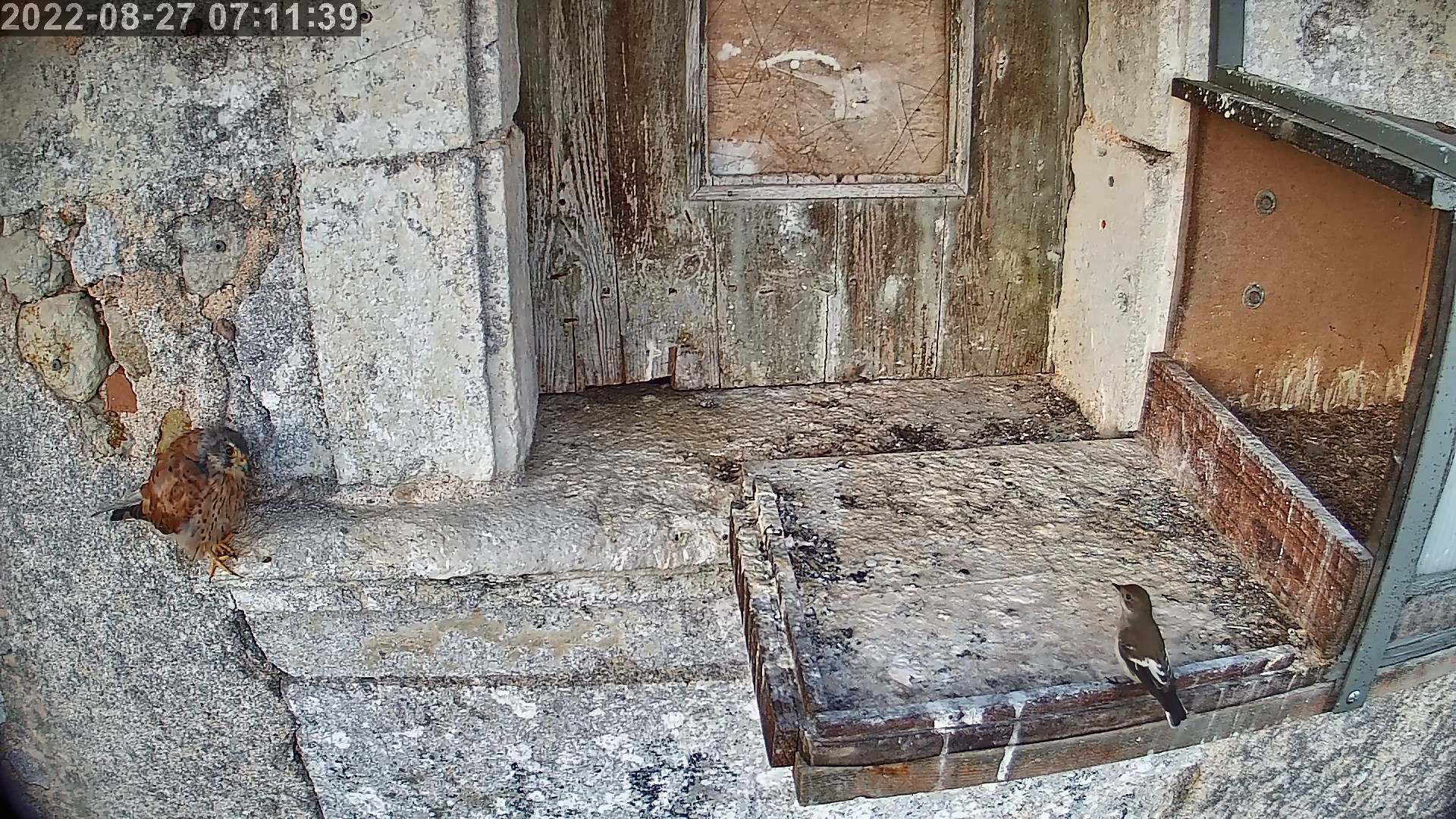 gobe mouche noir 27 08 2022.jpg