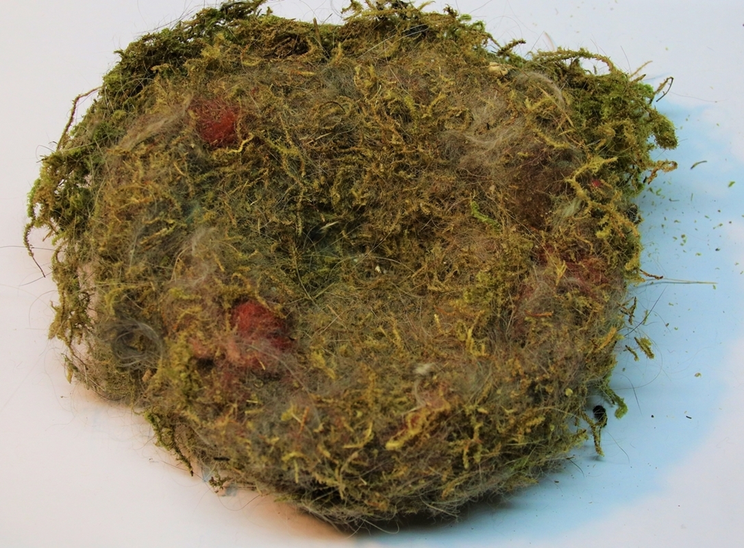 Nidification 2022 Mésanges Charbonnières nid vue de dessus.JPG