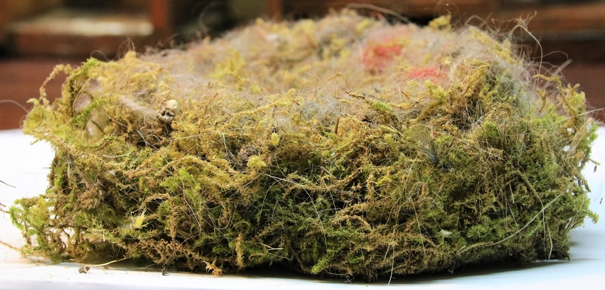 Nidification 2022 Mésanges Charbonnières vue du nid de profil.JPG