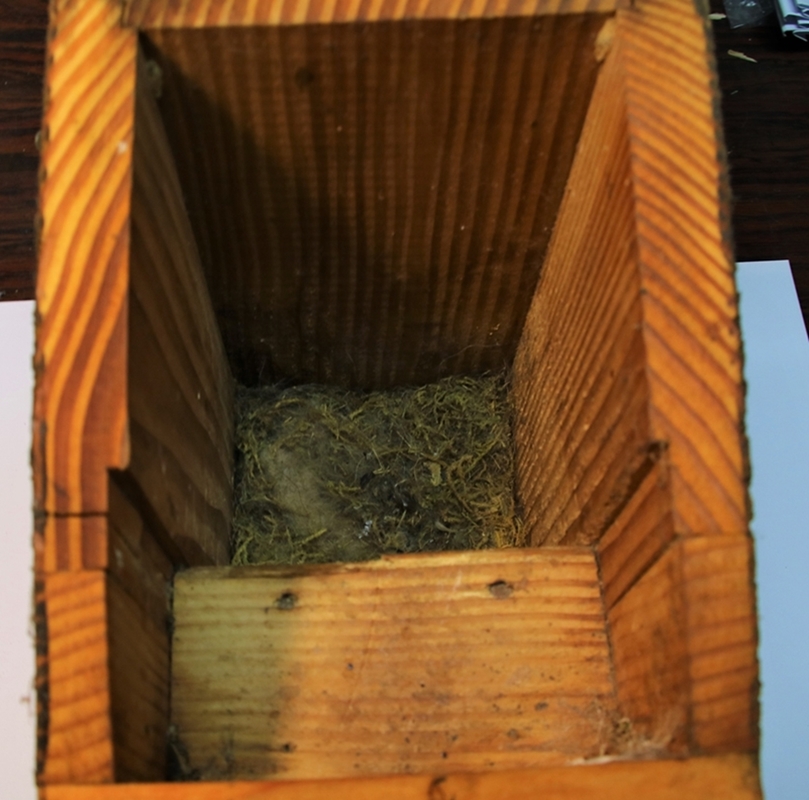 Nidification 2022 nichoir sur Aulne nid Mésanges Charbonnières-crop.JPG