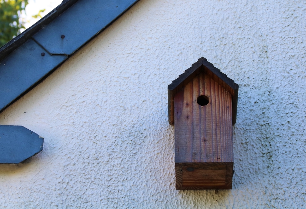 Nichoir près entrée garage.JPG