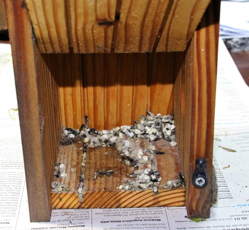 Nidification 2022 nichoir  près entrée garage sert probablement de dortoir.JPG