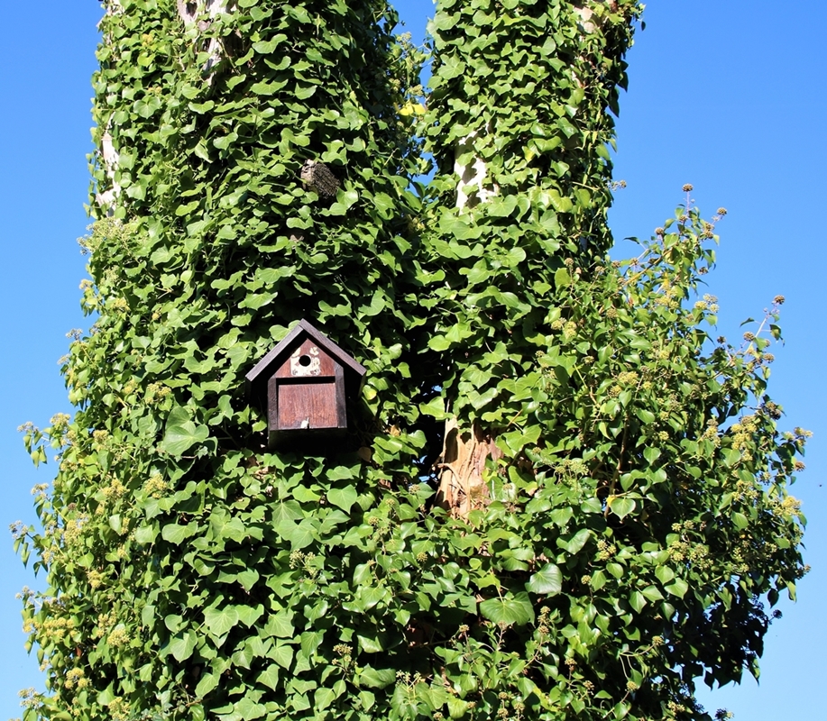 Nidification 2022 Mésanges Bleues nichoir cyprès.JPG