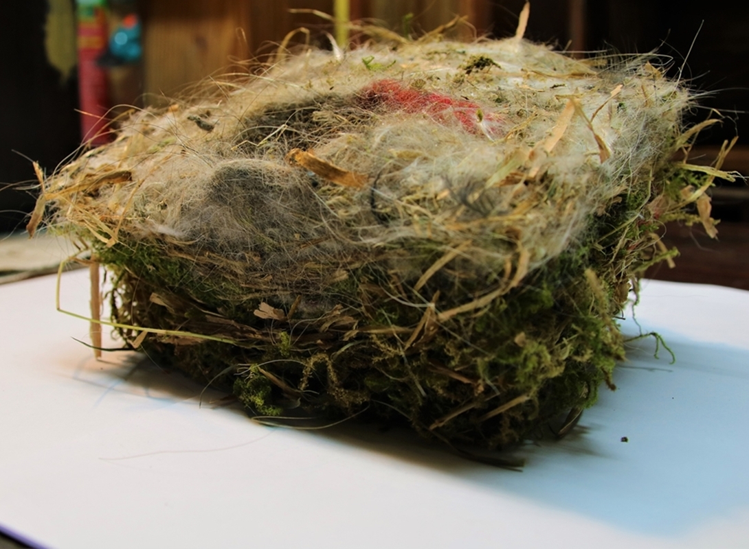 Nidification 2022 Mésanges Bleues nichoir cyprès 9 oeufs non éclos (2)-crop.JPG