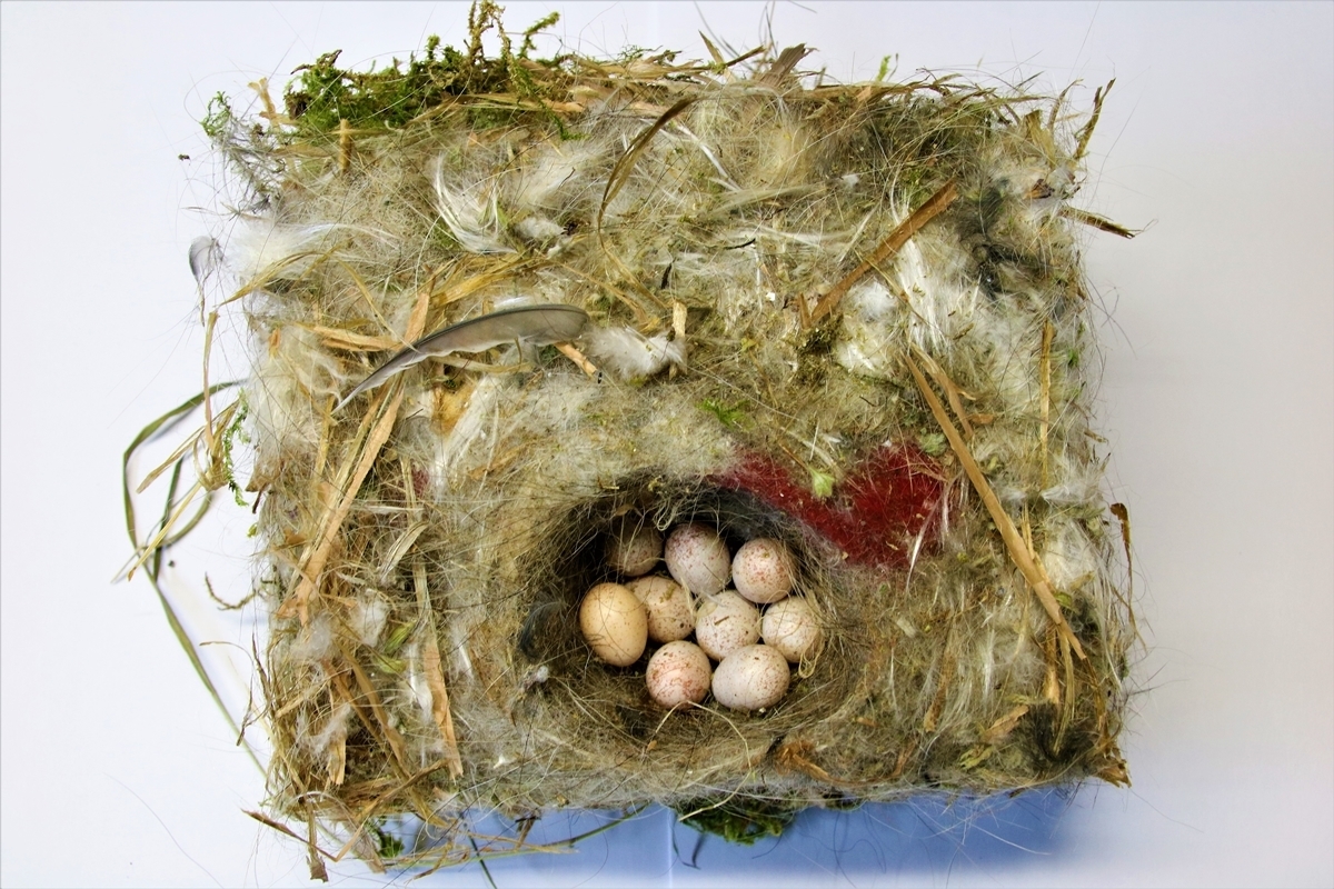 Nidification 2022 nichoir Mesanges bleues sur cyprès.JPG