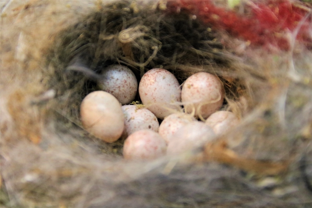 Nidification 2022 Mésanges Bleues nichoir cyprès 9 oeufs non éclos (1).JPG