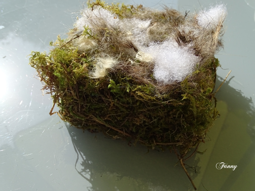 Nid Fanny DSC08272.jpg
