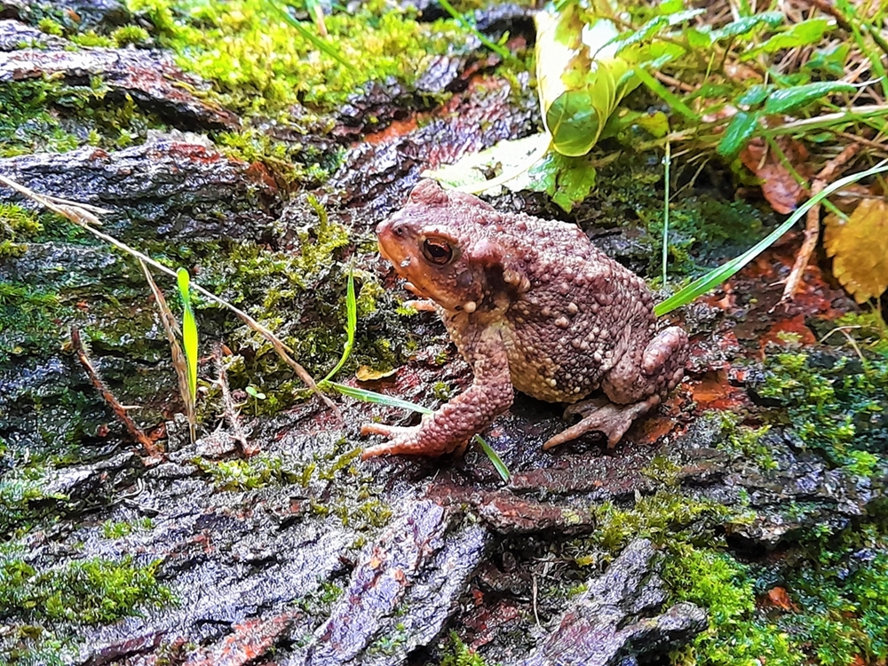 Crapaud commun ( buffo buffo ) 26 Octobre 2022 jardin (2).jpg