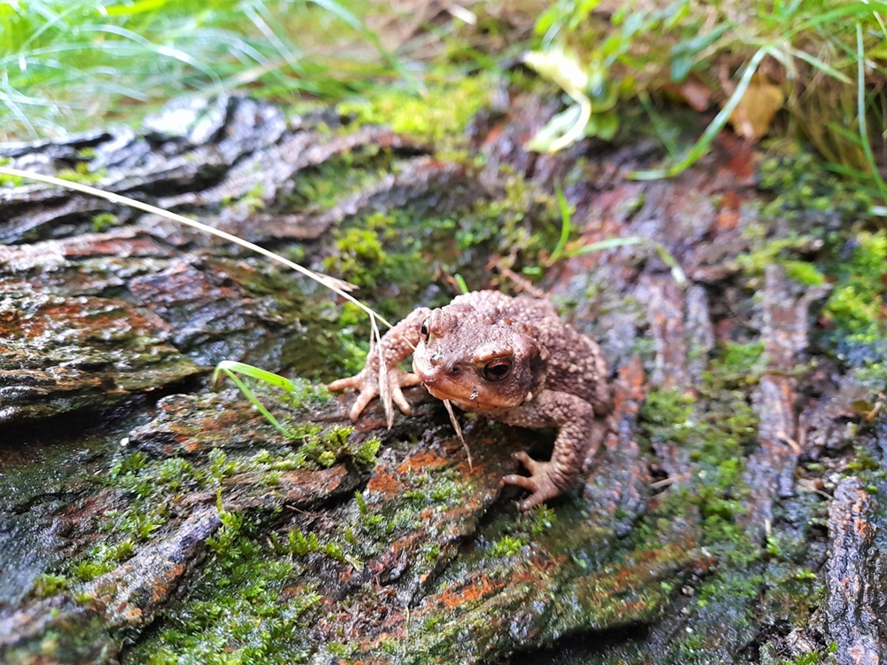 Crapaud commun ( buffo buffo ) 26 Octobre 2022 jardin (1).jpg