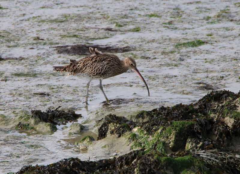 Courlis cendré observatoire Jeudi 10 Novembre 2022 (4).JPG