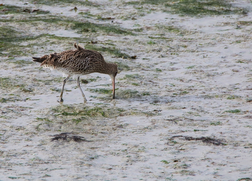 Courlis cendré observatoire Jeudi 10 Novembre 2022 (3).JPG