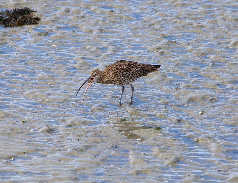 Courlis cendré observatoire Jeudi 10 Novembre 2022 (2).JPG