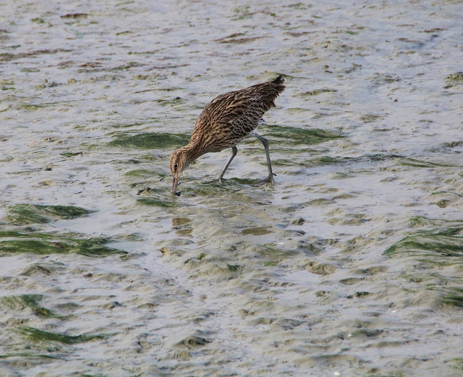 Courlis cendré observatoire Jeudi 10 Novembre 2022 (1).JPG