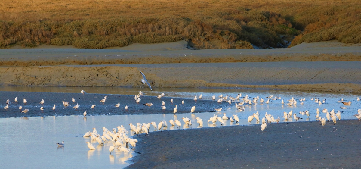 Héron garde-boeufs Bourienne Jeudi 10 Novembre 2022 (4).JPG