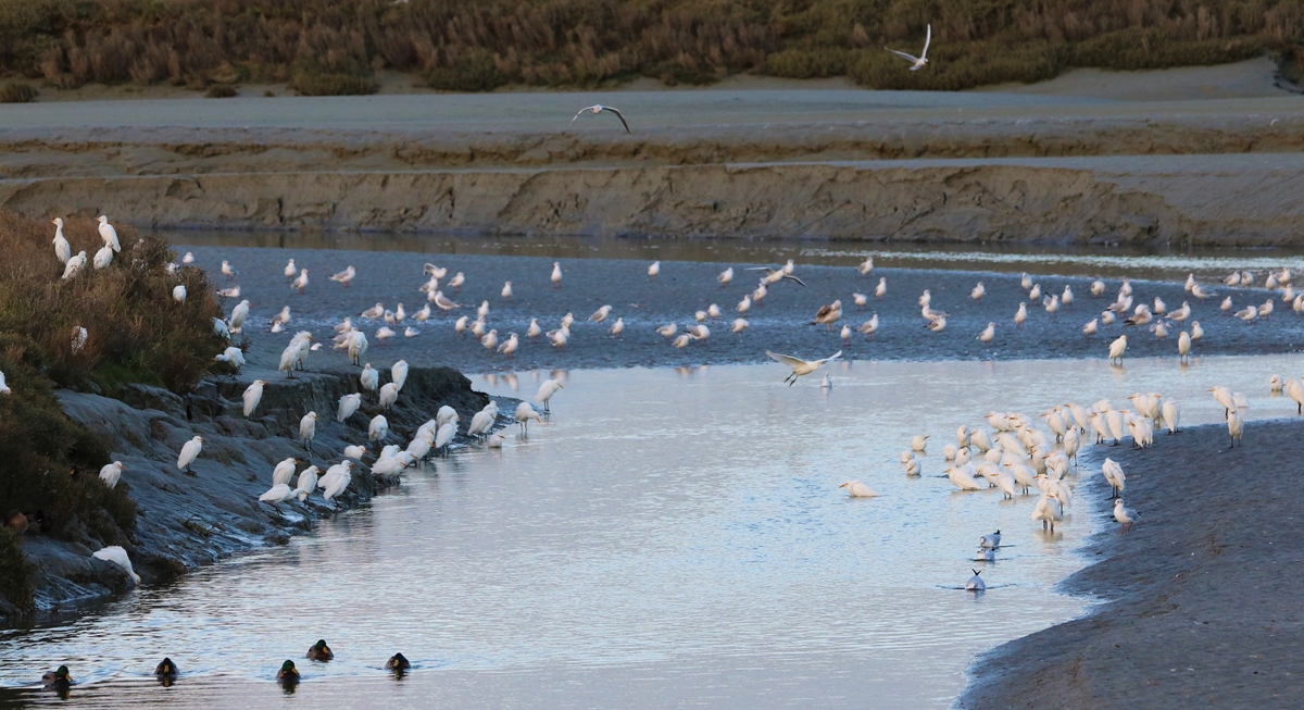 Héron garde-boeufs Bourienne Jeudi 10 Novembre 2022 (1).JPG