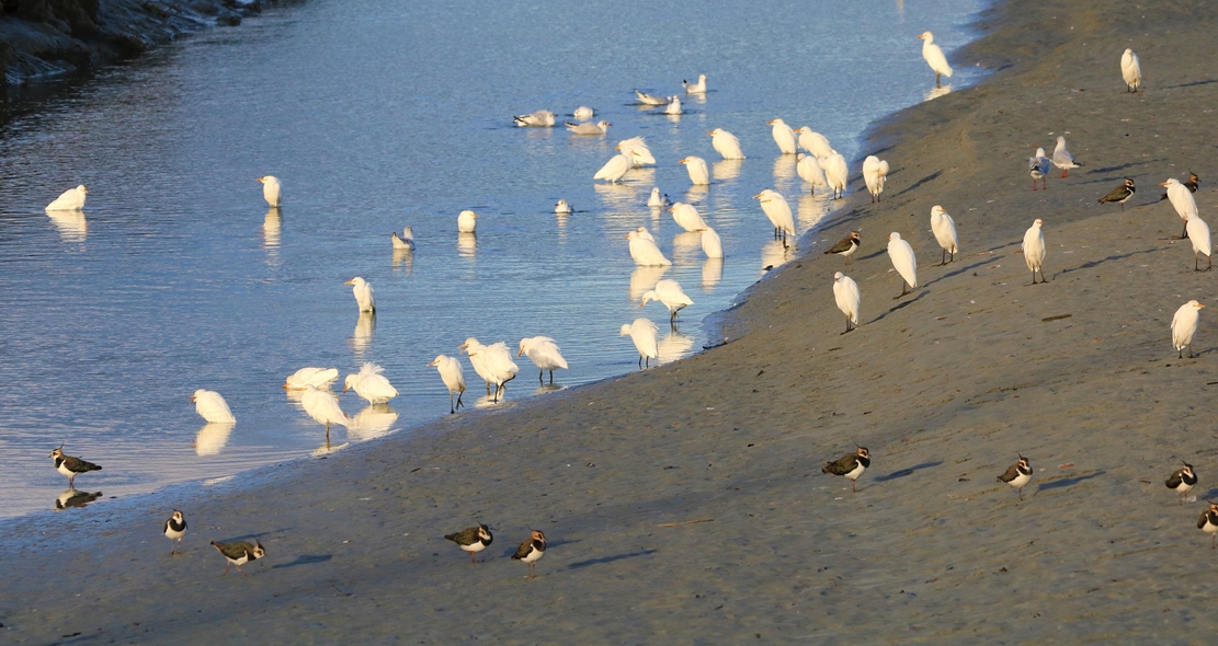 Héron garde-boeufs Bourienne Jeudi 10 Novembre 2022 (3).JPG