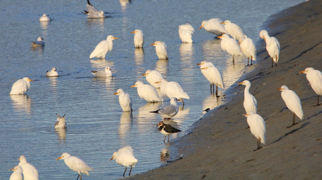 Héron garde-boeufs Bourienne Jeudi 10 Novembre 2022 (2).JPG