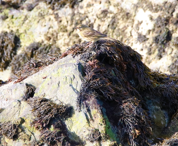 Pipit farlouse (4).JPG