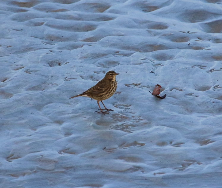 Pipit farlouse (2).JPG