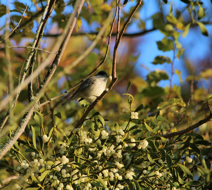 Fauvette à tête noire bassins Pommeret  6 Septembre 2022 (1)-crop.JPG