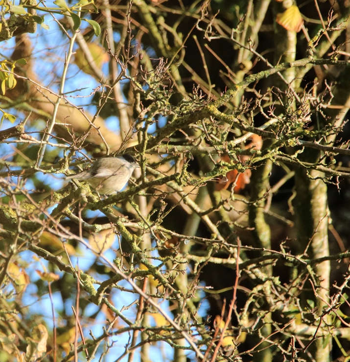Fauvette à tête noire bassins Pommeret 6 Septembre 2022 (2)-crop.JPG