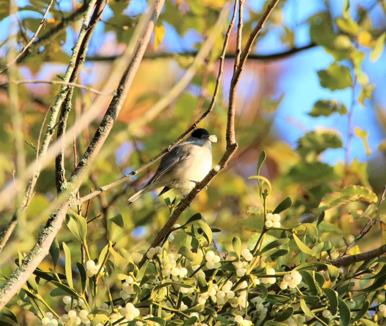 Fauvette à tête noire bassins Pommeret  6 Septembre 2022 (3)-crop.JPG