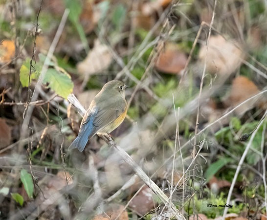 robin a flancs roux 1.jpg