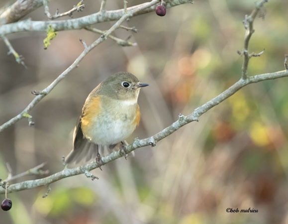 robin a flancs roux 3.jpg