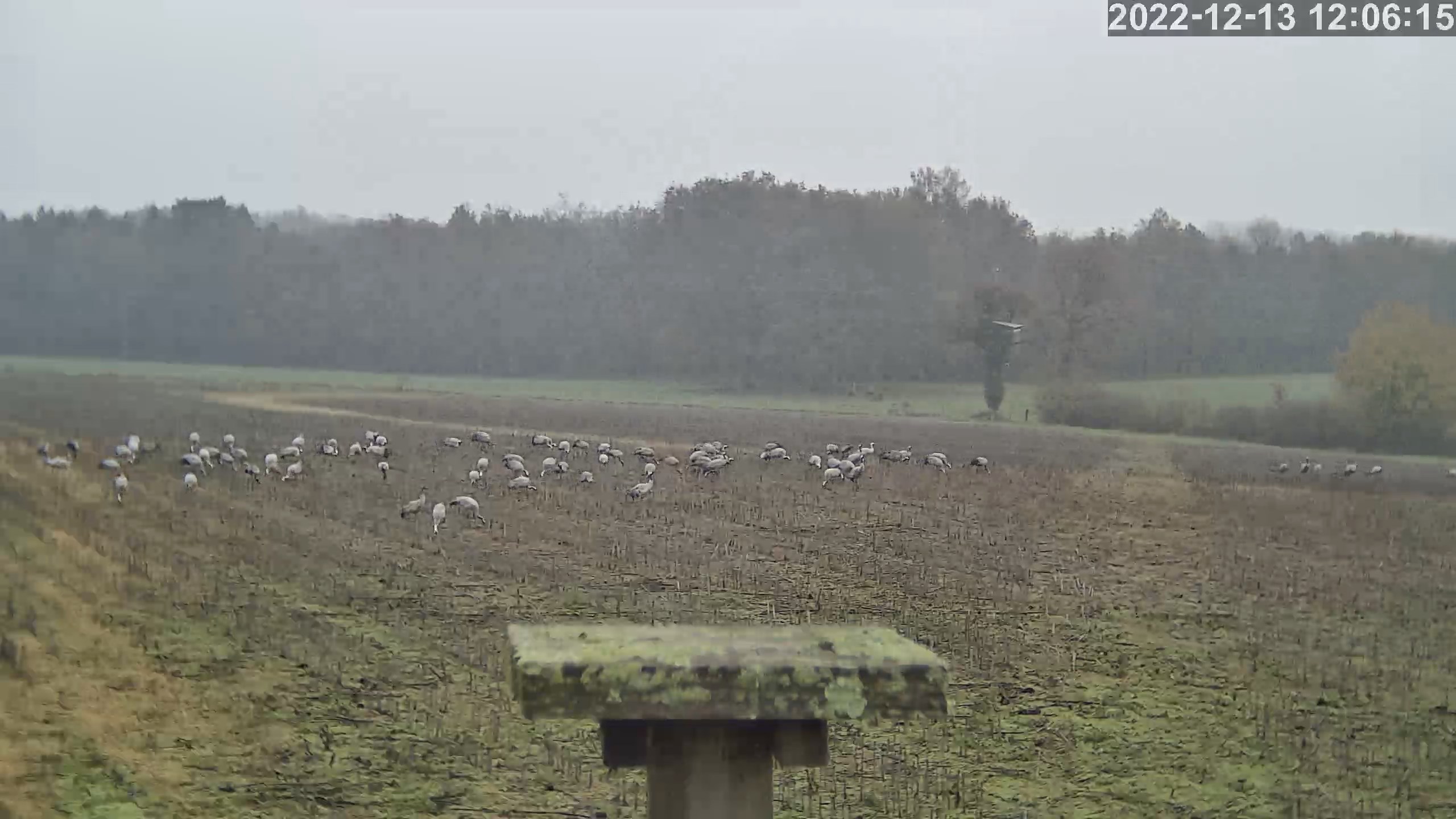 grues 13 12 2022.jpg